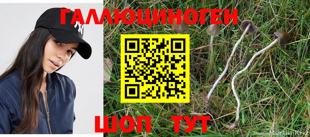 Галлюциногенные грибы Psilocybe Балашов